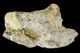 Fossil Synapsid (Dimetrodon or Edaphosaurus) Bone - Texas #107003-1